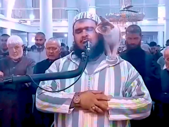 L'imam et le chat